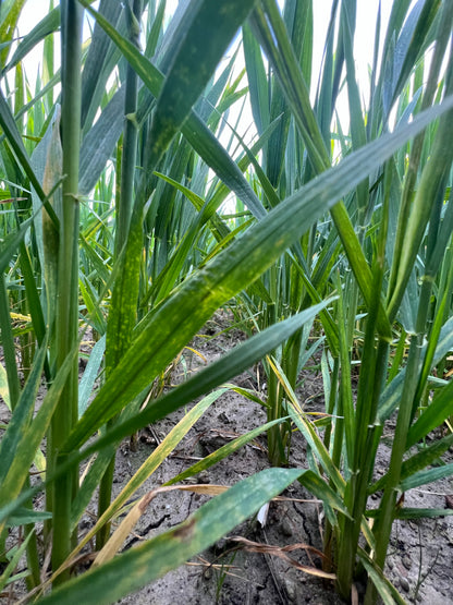 WHOLE DURUM WHEAT - Grown in Basilicata, Italy