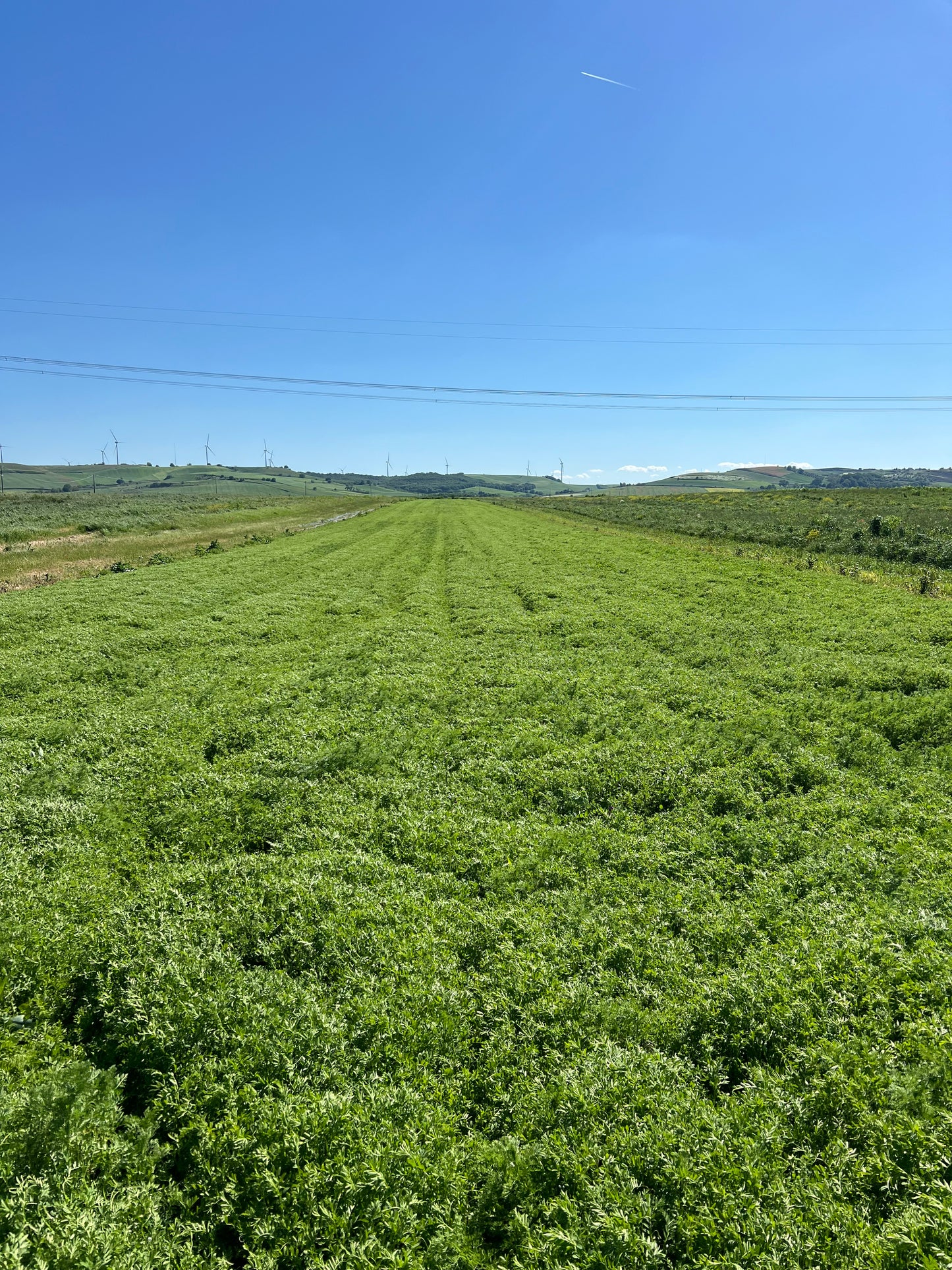 GREEN LENTILS (small) - Grown in Basilicata, Italy