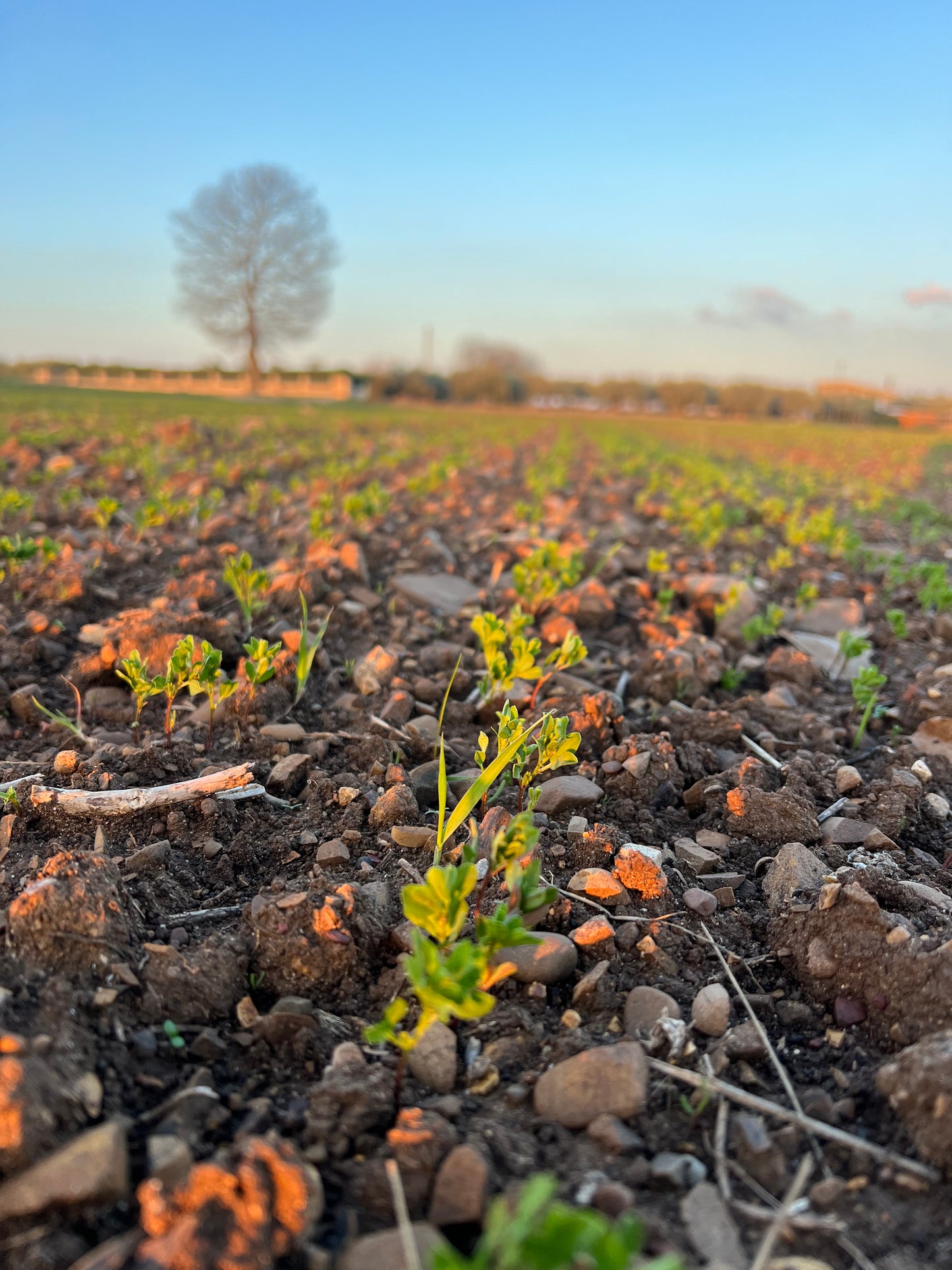 RED LENTILS (small) - Grown in Basilicata, Italy