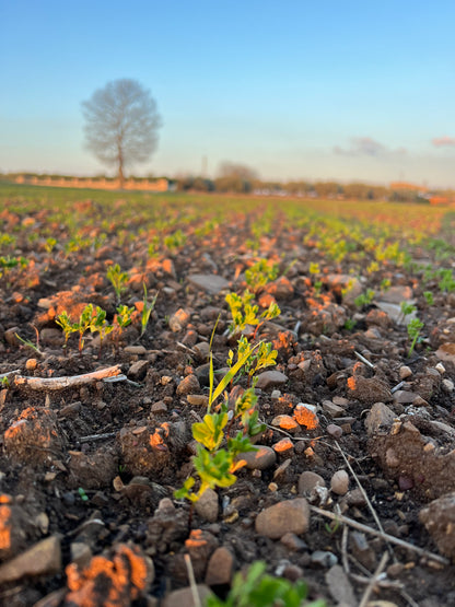 RED LENTILS (small) - Grown in Basilicata, Italy