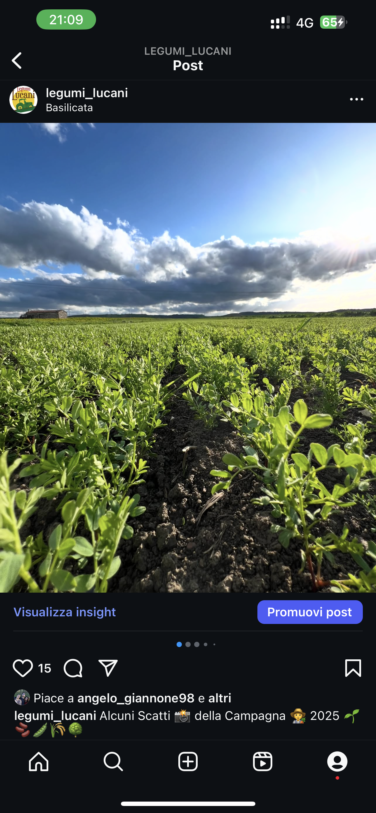 GREEN LENTILS (small) - Grown in Basilicata, Italy