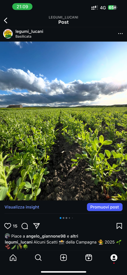 GREEN LENTILS (small) - Grown in Basilicata, Italy
