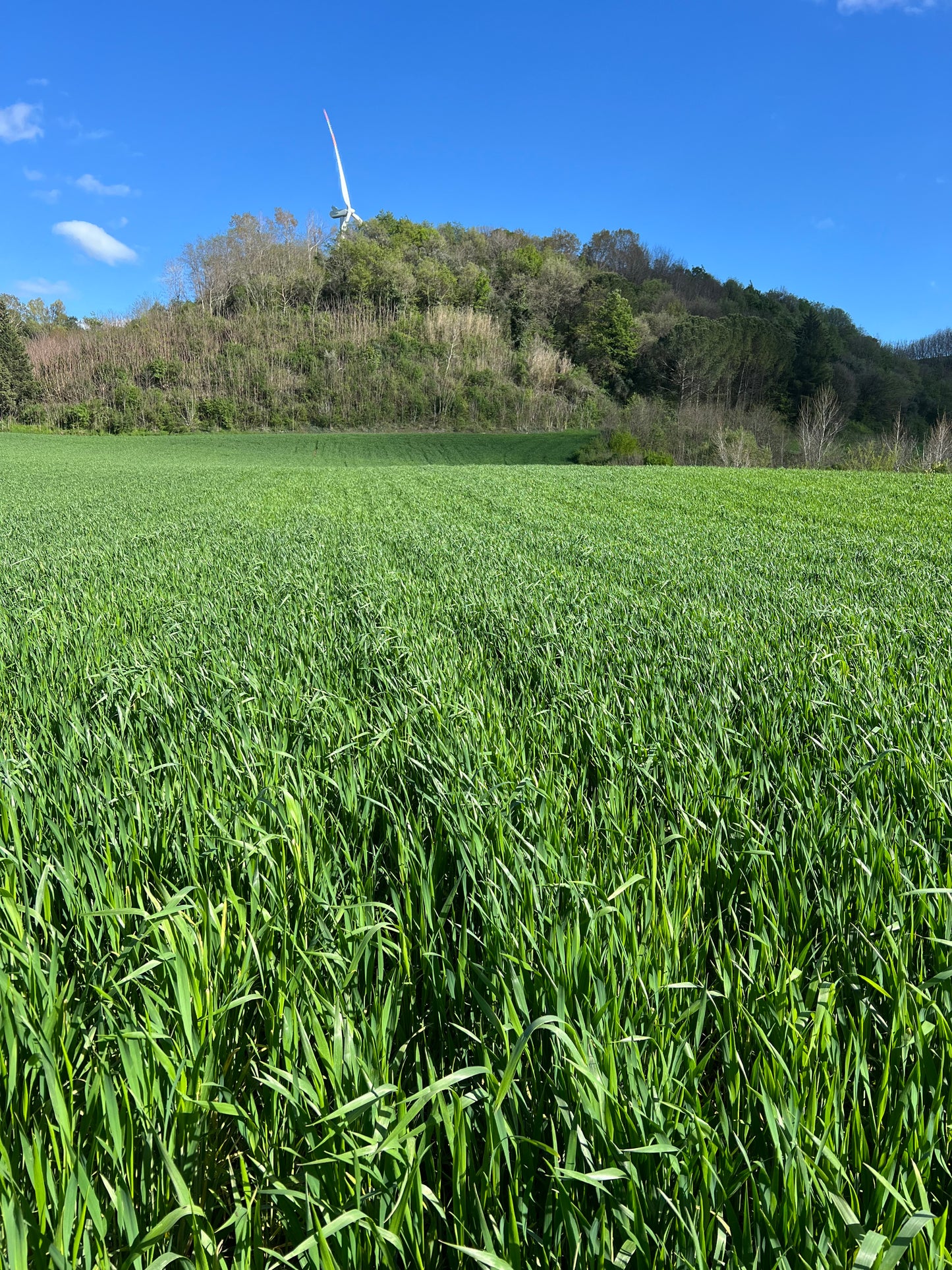 WHOLE DURUM WHEAT - Grown in Basilicata, Italy