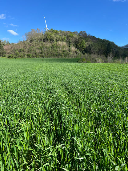WHOLE DURUM WHEAT - Grown in Basilicata, Italy