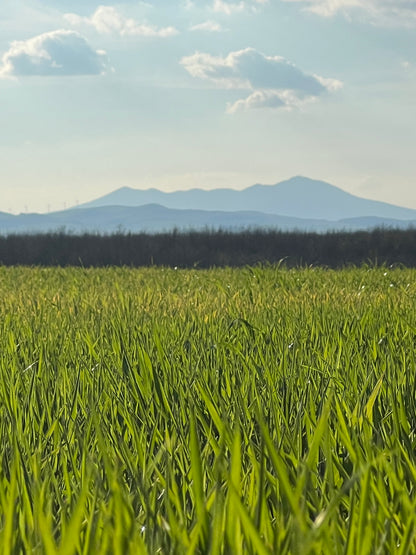 WHOLE DURUM WHEAT - Grown in Basilicata, Italy