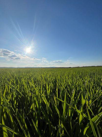 WHOLE DURUM WHEAT - Grown in Basilicata, Italy