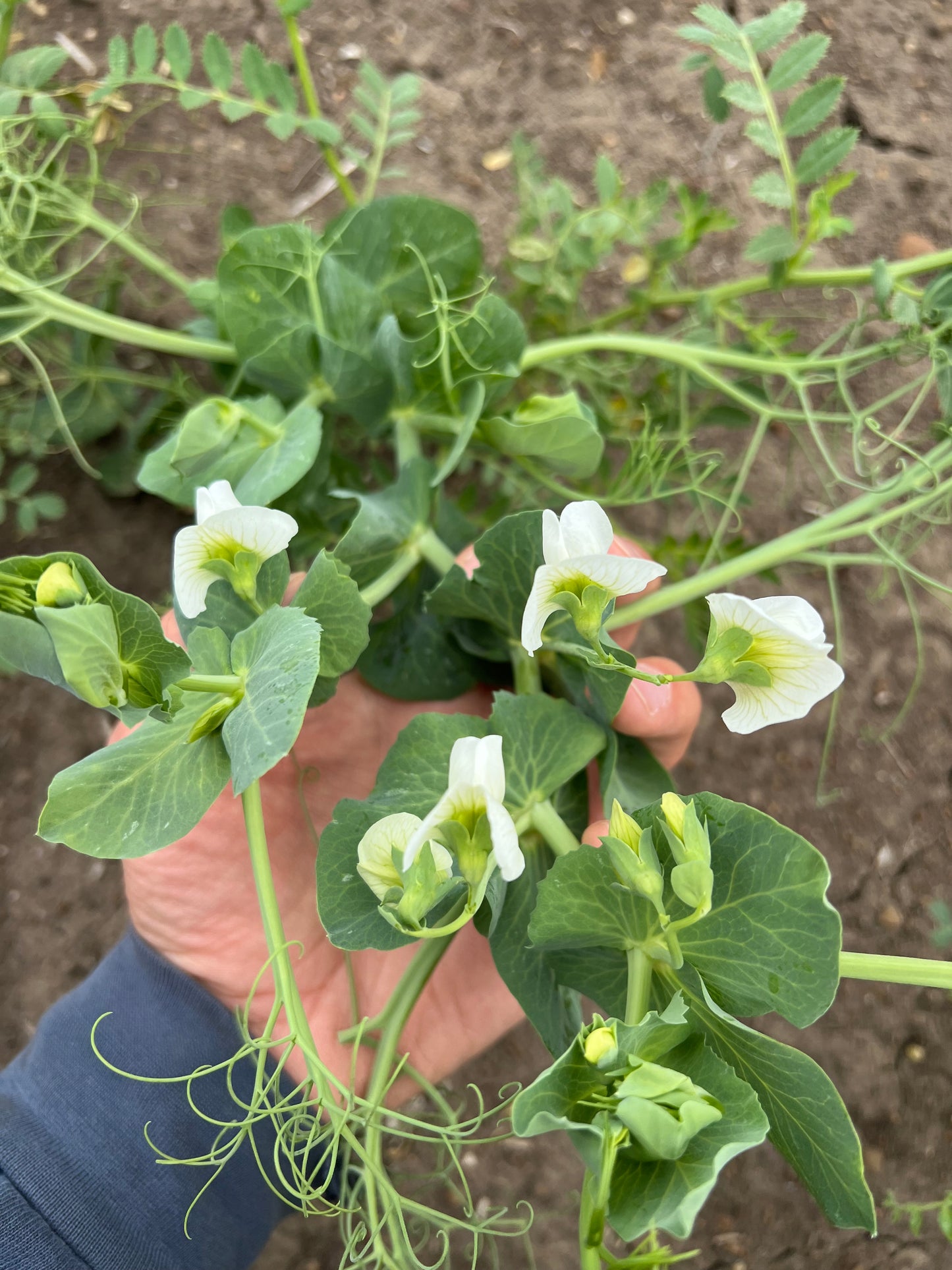PEAS - Grown in Basilicata, Italy