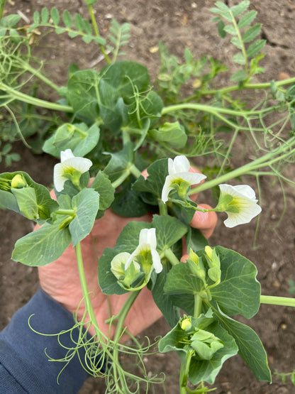 PEAS - Grown in Basilicata, Italy