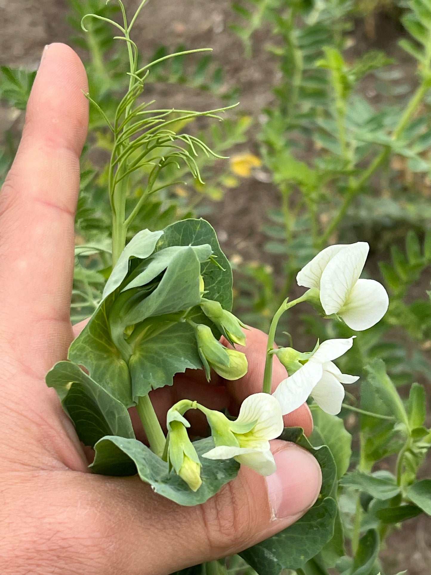 PEAS - Grown in Basilicata, Italy