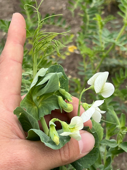 PEAS - Grown in Basilicata, Italy