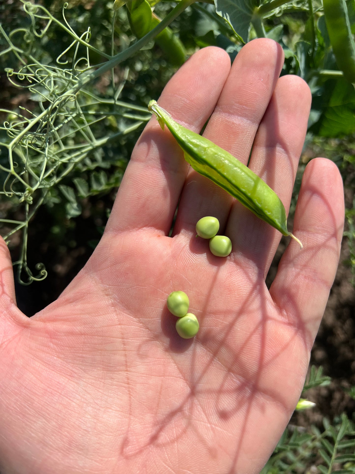 PEAS - Grown in Basilicata, Italy