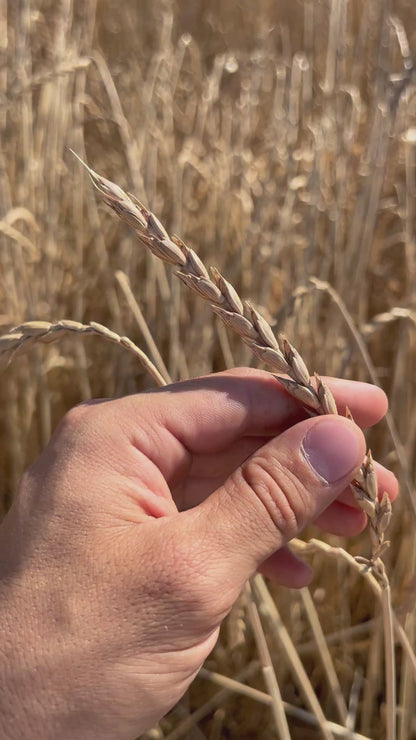 WHOLE SPELT - Grown in Basilicata, Italy
