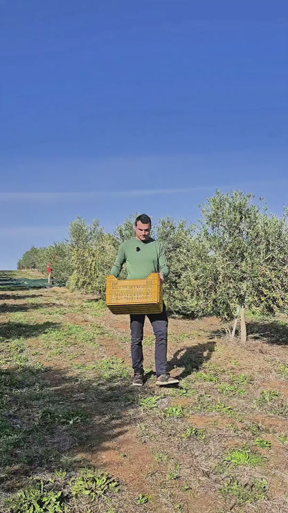 in questo video facciamo vedere la raccolta delle olive che costituiscono il nostro Olio Extravergine di Oliva coltivato in Basilicata.