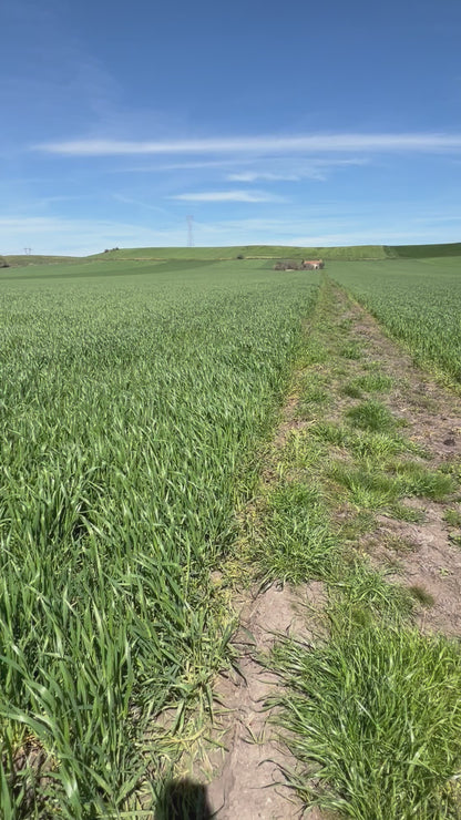 WHOLE DURUM WHEAT - Grown in Basilicata, Italy