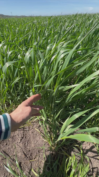 WHOLE DURUM WHEAT - Grown in Basilicata, Italy