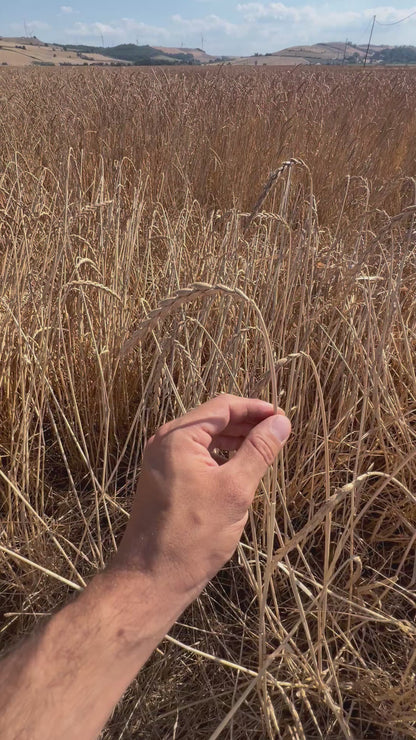 WHOLE SPELT - Grown in Basilicata, Italy