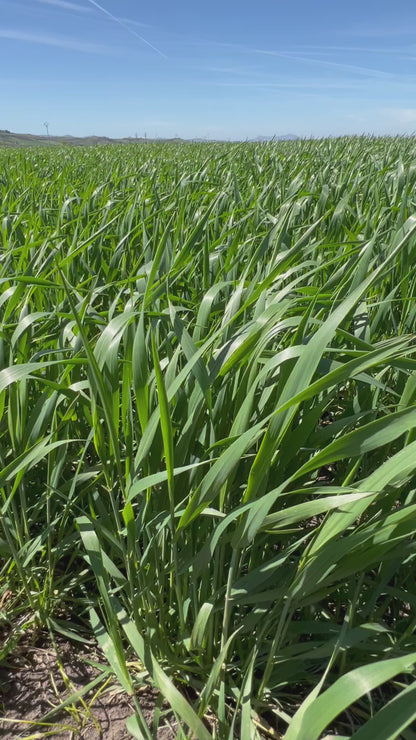 WHOLE DURUM WHEAT - Grown in Basilicata, Italy