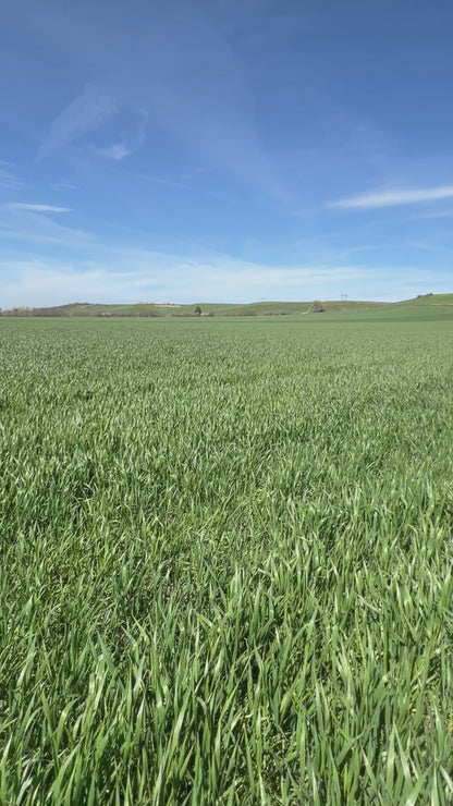 WHOLE DURUM WHEAT - Grown in Basilicata, Italy