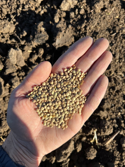 GREEN LENTILS (small) - Grown in Basilicata, Italy