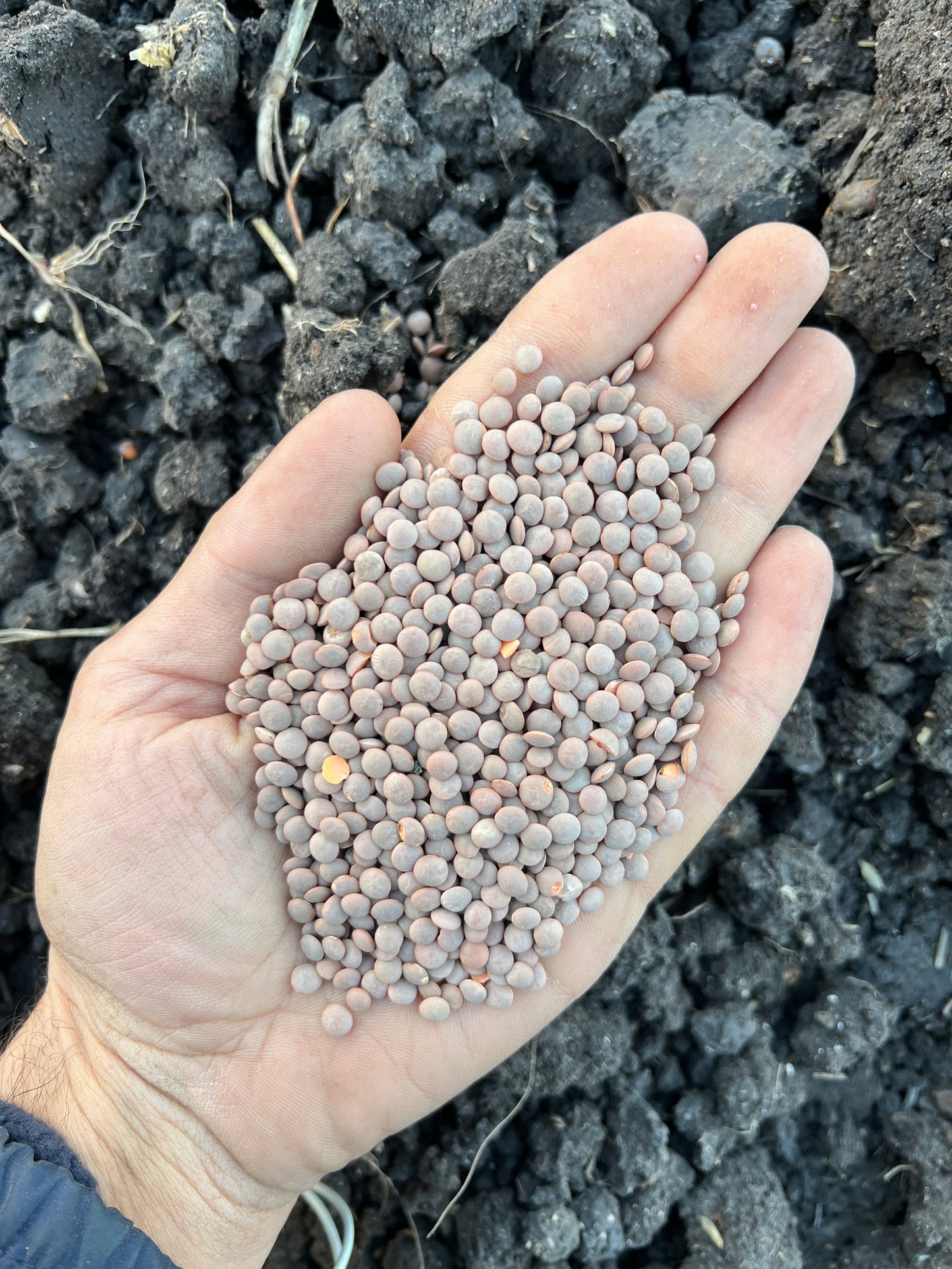 RED LENTILS (small) - Grown in Basilicata, Italy