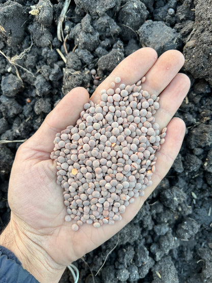 RED LENTILS (small) - Grown in Basilicata, Italy