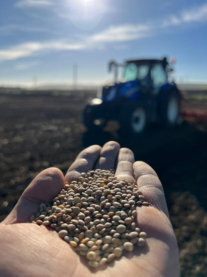 GREEN LENTILS (small) - Grown in Basilicata, Italy