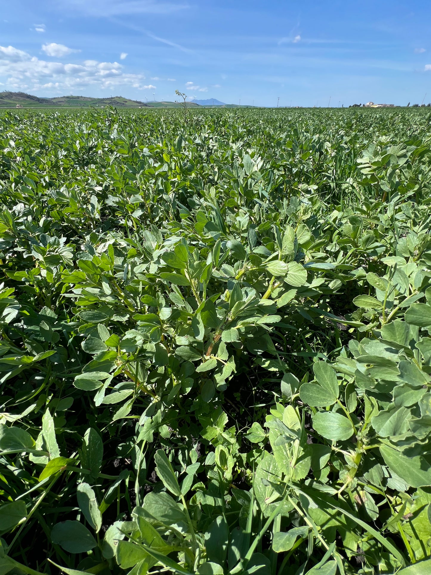 Hulled Broad Beans - Grown in Basilicata, Italy
