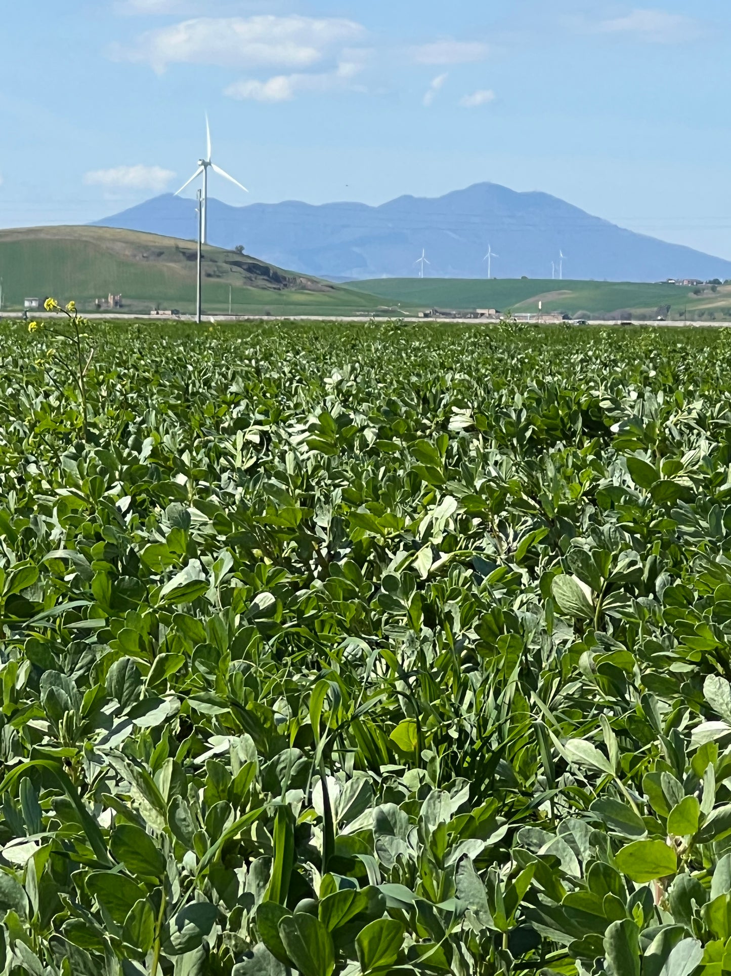 Hulled Broad Beans - Grown in Basilicata, Italy