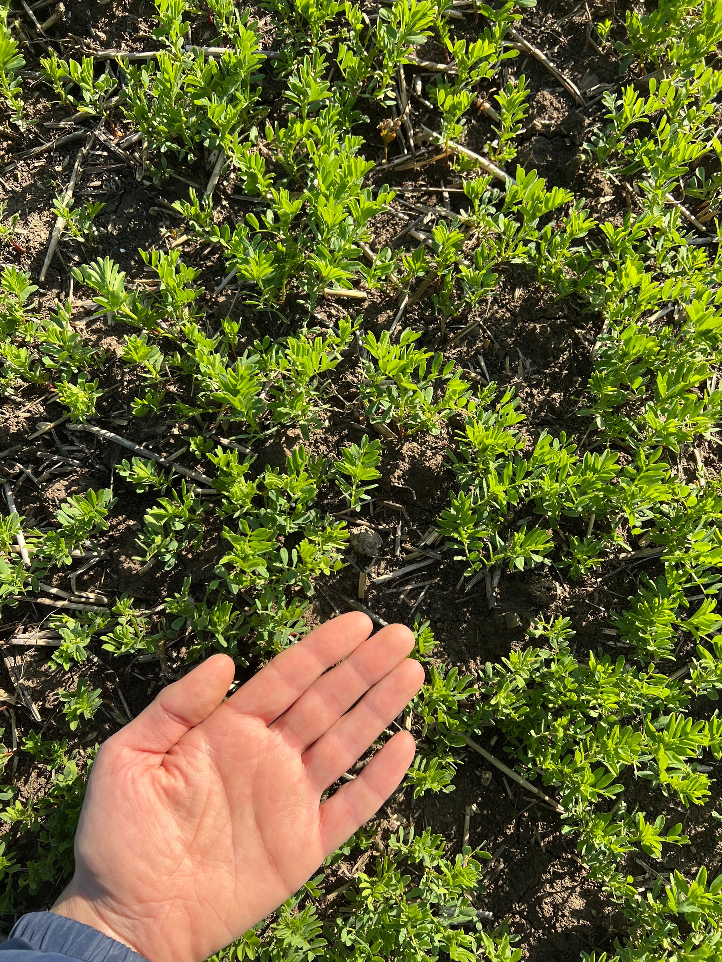 GREEN LENTILS (small) - Grown in Basilicata, Italy
