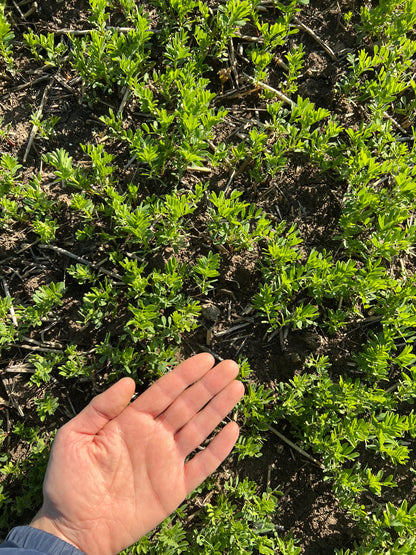 GREEN LENTILS (small) - Grown in Basilicata, Italy