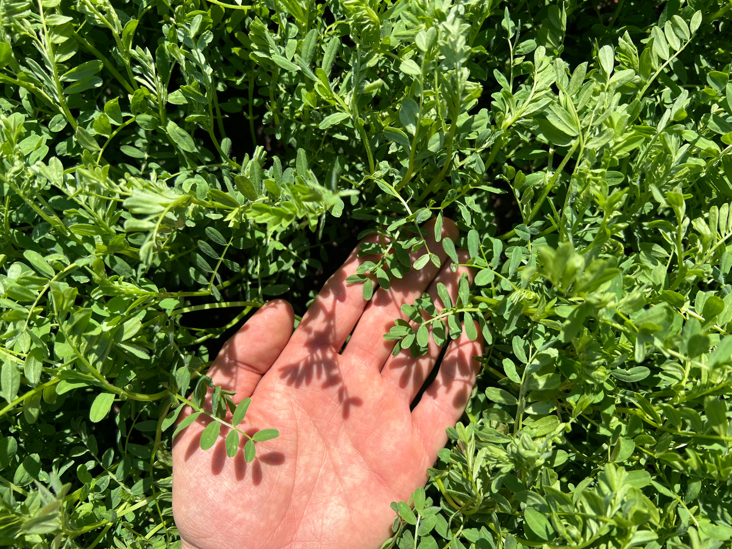 RED LENTILS (small) - Grown in Basilicata, Italy