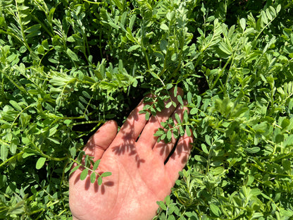 RED LENTILS (small) - Grown in Basilicata, Italy